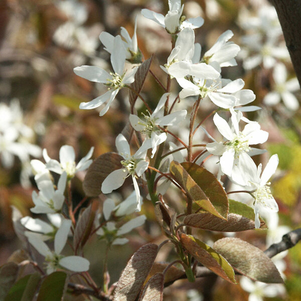 6254404_amelanchier_ballerina_03