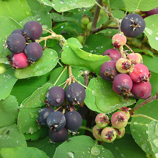 2232508_amelanchier_greatberry_garden_03