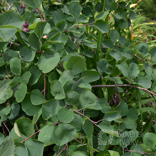 6252126_amelanchier_martin_01