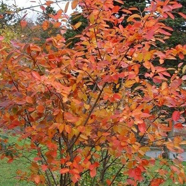 6251998_amelanchier_northline_03