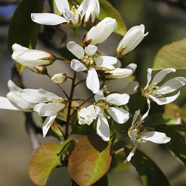 5254513_amelanchier_rainbow_pillar_01