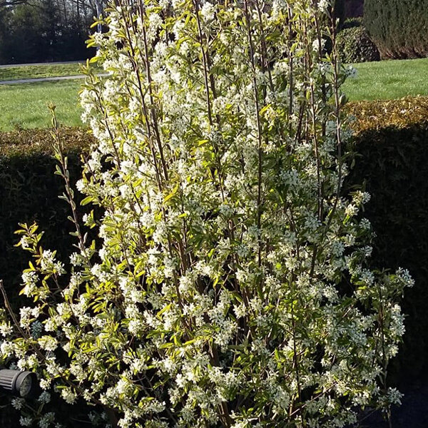 5254513_amelanchier_rainbow_pillar_02