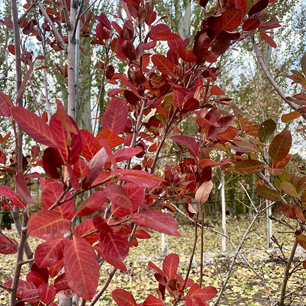 5254513_amelanchier_rainbow_pillar_03
