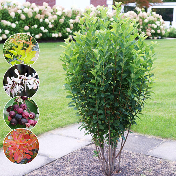 5254513_amelanchier_rainbow_pillar_04