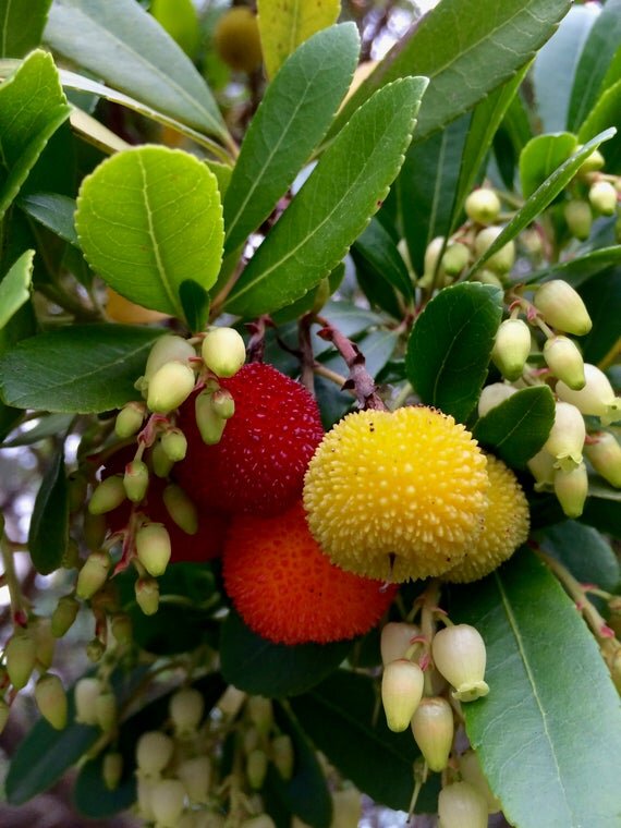 3244189_arbutus_compacta_01