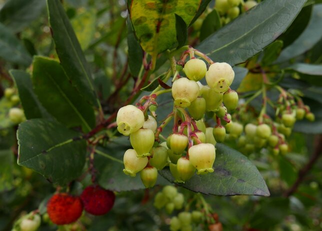 3244189_arbutus_compacta_02