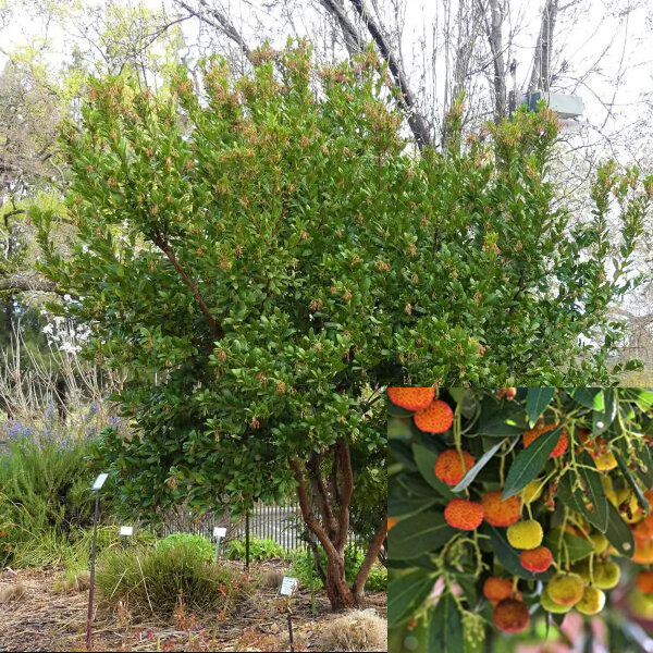 3244189_arbutus_compacta_06