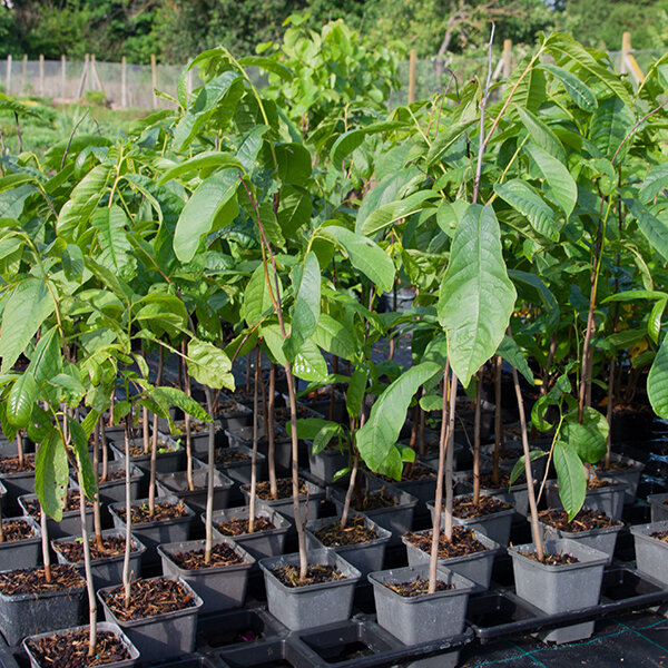 3395_asimina_triloba_04