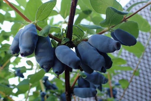 04200172_lonicera_blaue_triumph_02