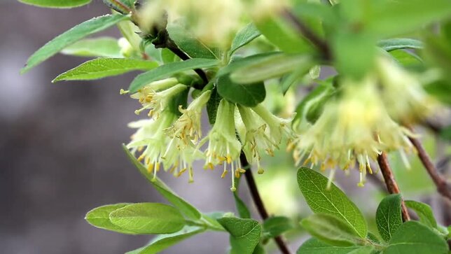 33049_lonicera_jolanta_02