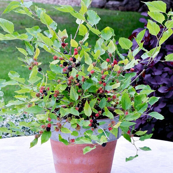 6254188_morus_mojo_berry_02