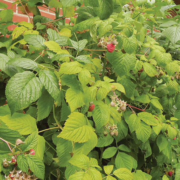 7252042_rubus_autumn_bliss_01