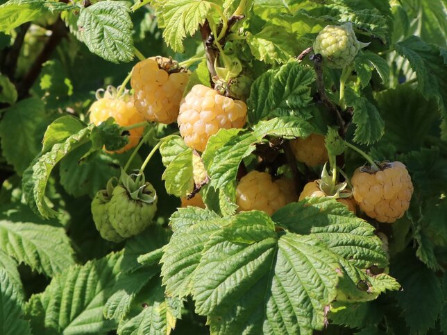 3251584_rubus_golden_bliss_01