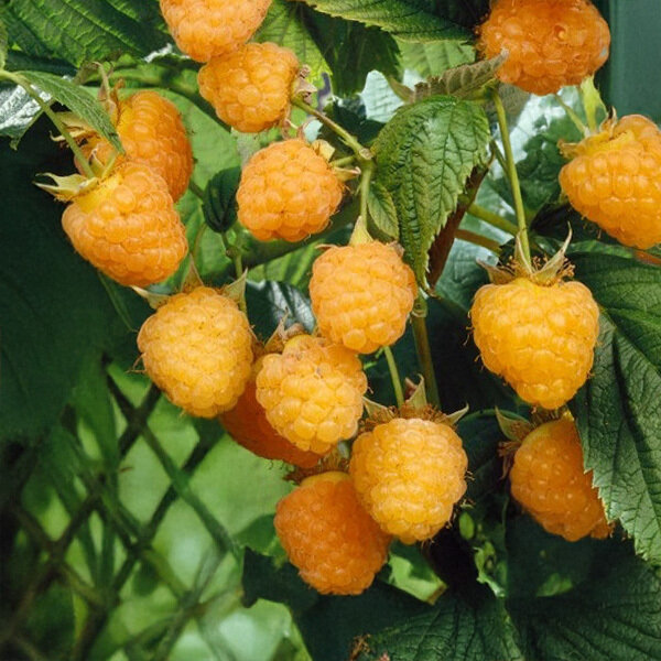 7254792_rubus_golden_everest_01