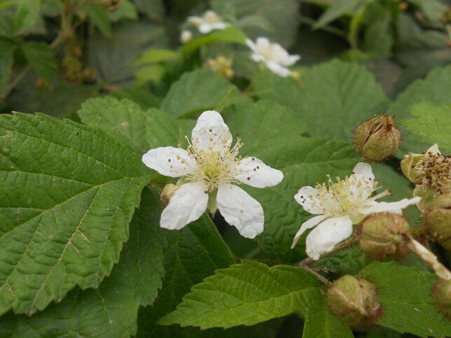 08201582_rubus_purple_opal_02