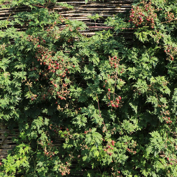 2223469_rubus_thornfree_evergreen_01