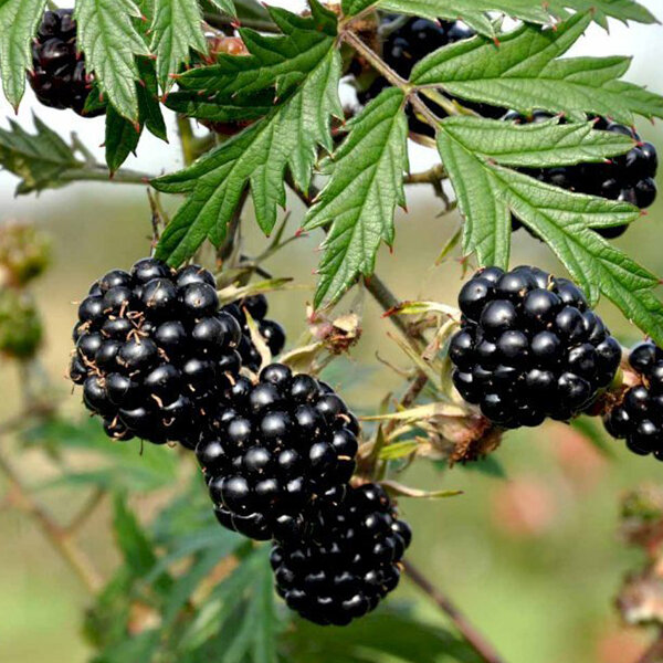 2223469_rubus_thornfree_evergreen_02