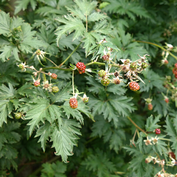 2223469_rubus_thornfree_evergreen_03
