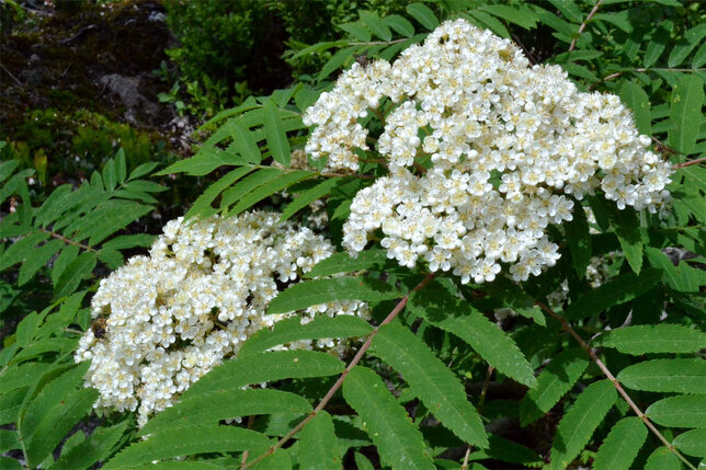 3212116_sorbus_domestica_02