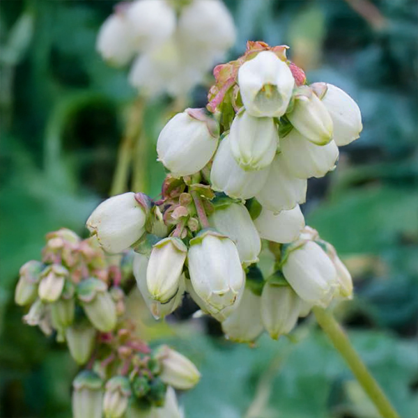 9254851_vaccinium_pink_lemonade_01