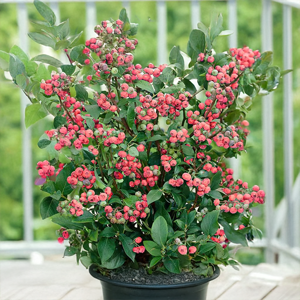 9254851_vaccinium_pink_lemonade_02