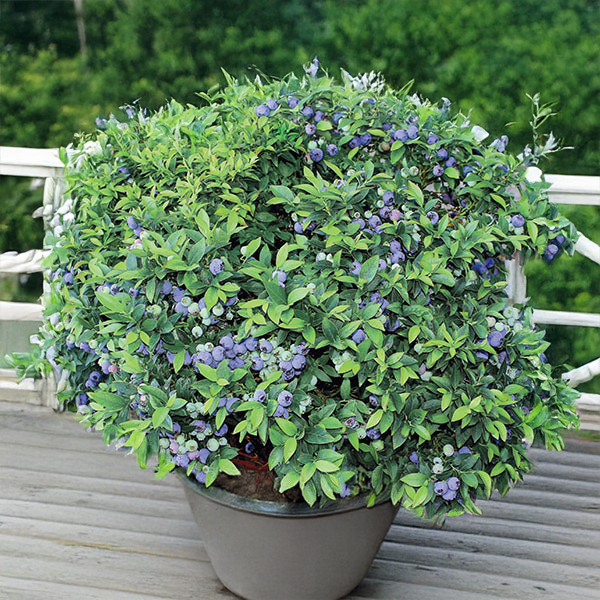 9254849_vaccinium_top_hat_02