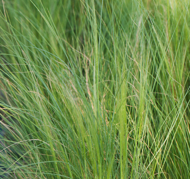 7250474_stipa_pony_tails_01