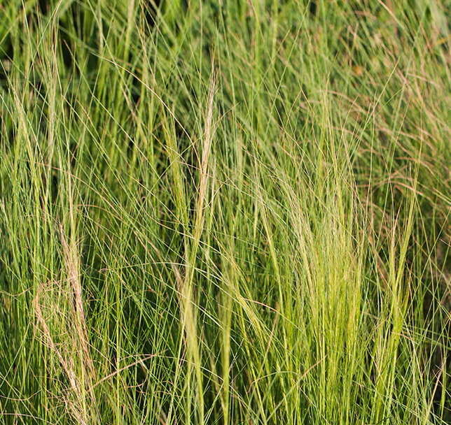 7250474_stipa_pony_tails_02