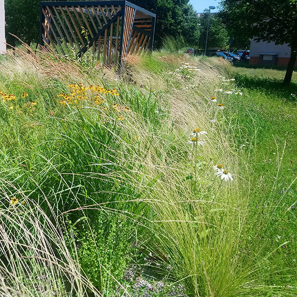 7250474_stipa_pony_tails_03