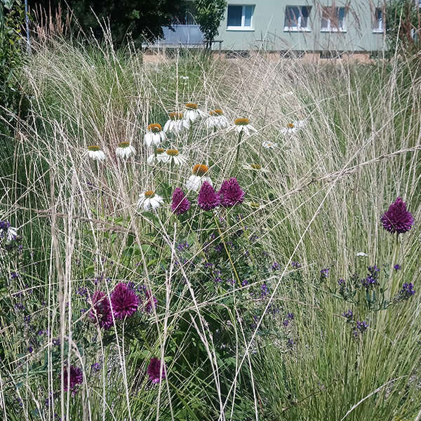 7250474_stipa_pony_tails_04