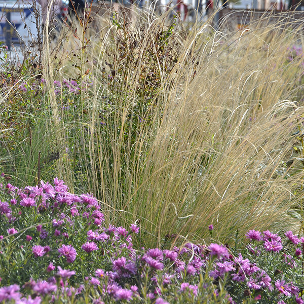 7250474_stipa_pony_tails_05