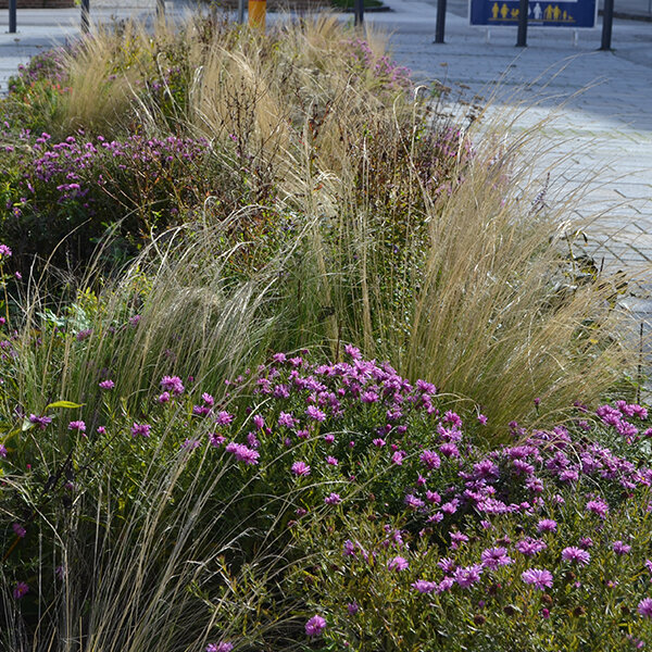 7250474_stipa_pony_tails_06