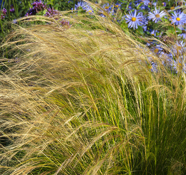7250474_stipa_pony_tails_07