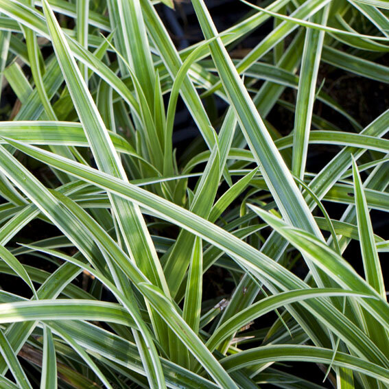 7250853_carex_ice_dance_01