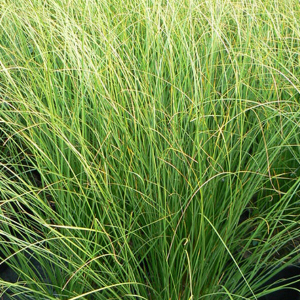 10202382_carex_kiwi_02