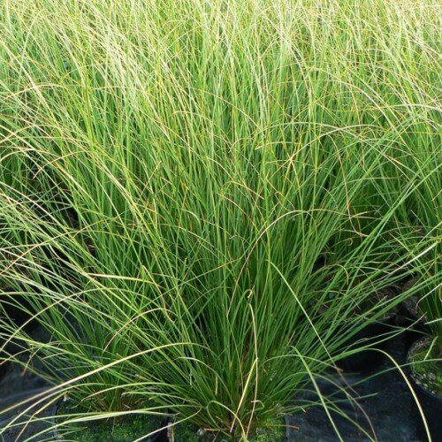 10202382_carex_kiwi_03