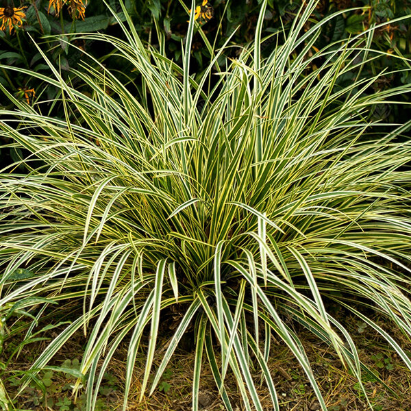 6223576_carex_maxi_gold_03