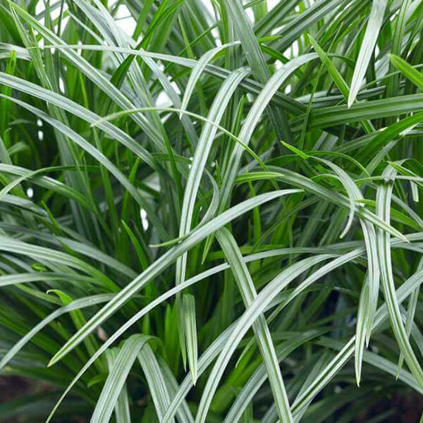 6212978_carex_morrowi_01