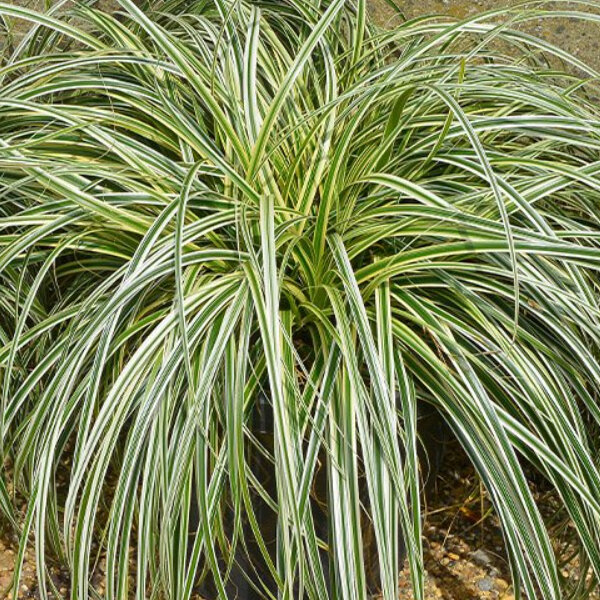 6221149_carex_vanilla_ice_01