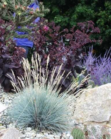 10200197_festuca_zwergenkonig_01