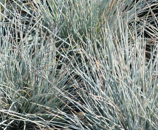 10200197_festuca_zwergenkonig_02