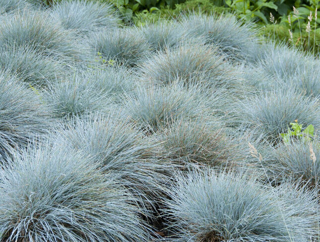 10200197_festuca_zwergenkonig_03