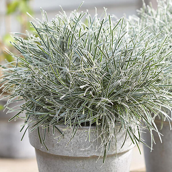 6212568_ficinia_ice_crystal_01