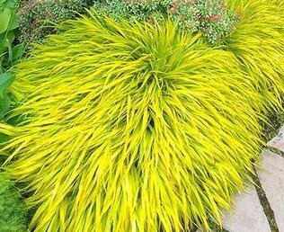 7240215_hakonechloa_all_gold_01