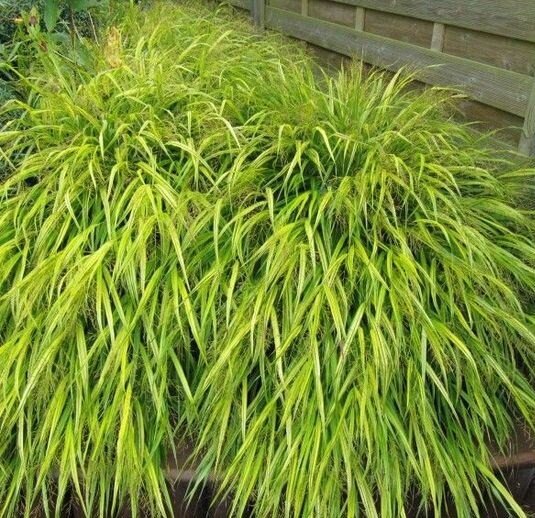 7240215_hakonechloa_all_gold_02