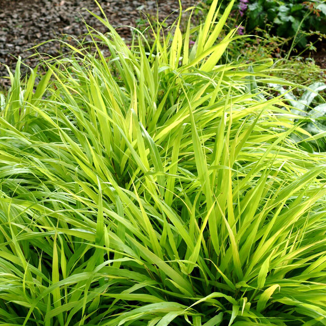 7240215_hakonechloa_all_gold_03