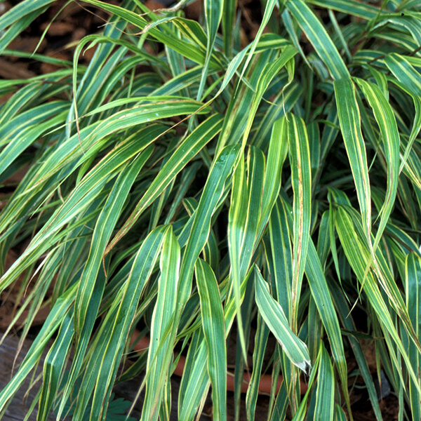 8220510_hakonechloa_macra_albostriata_01
