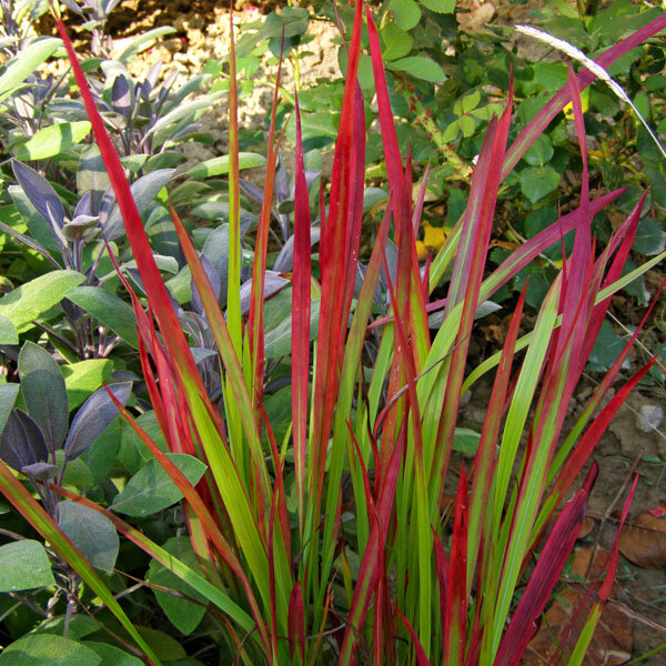 17250274_imperata_red_baron_01