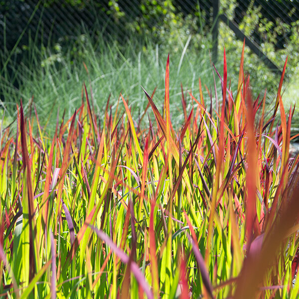 17250274_imperata_red_baron_02