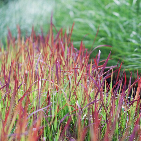 17250274_imperata_red_baron_03